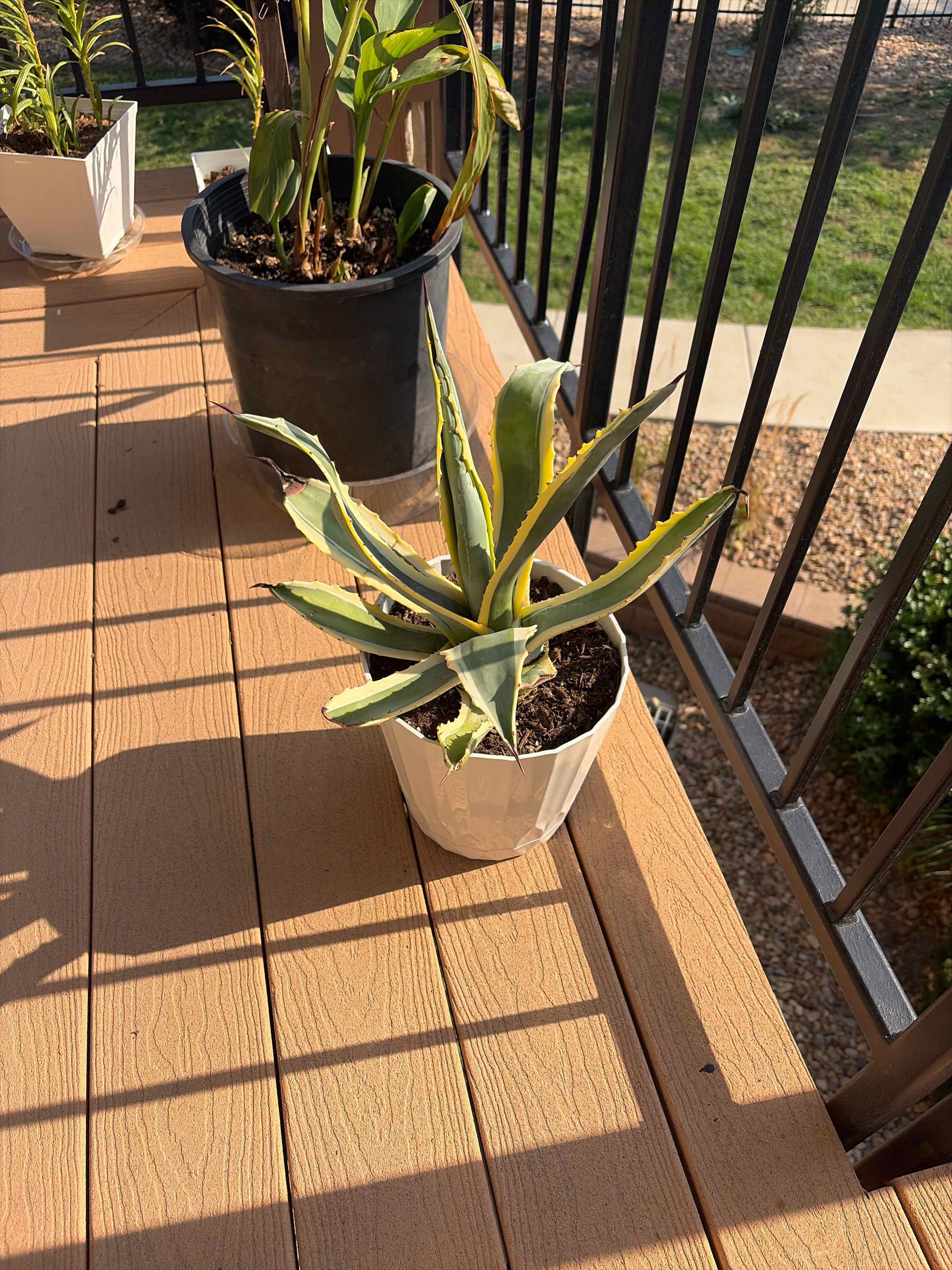 Photo of the plant species Variegated Agave by @CredibleZinnia named Oscar on Greg, the plant care app