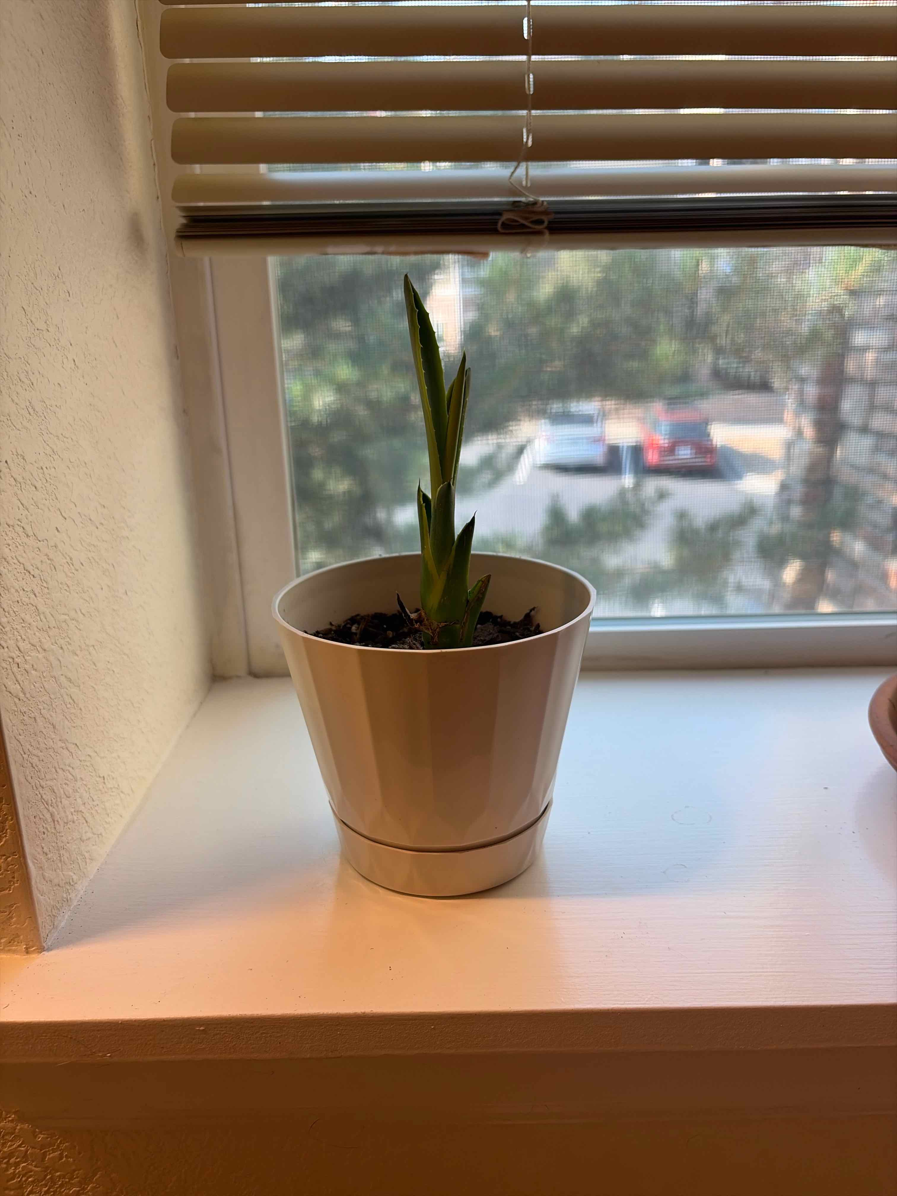 Photo of the plant species Variegated Agave by @CredibleZinnia named Xena on Greg, the plant care app