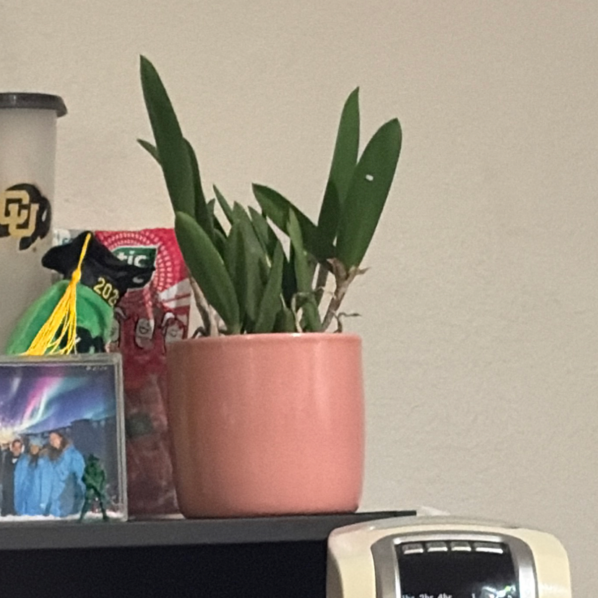 Photo of the plant species Mayflower Orchid by @CredibleZinnia named Foxxy on Greg, the plant care app