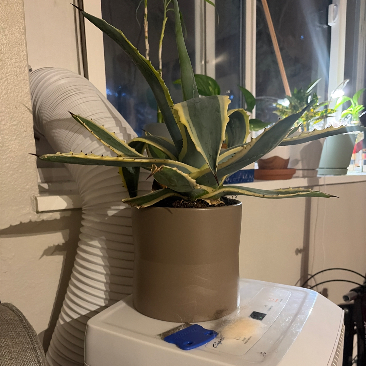 Photo of the plant species Variegated Agave by @CredibleZinnia named Oscar on Greg, the plant care app