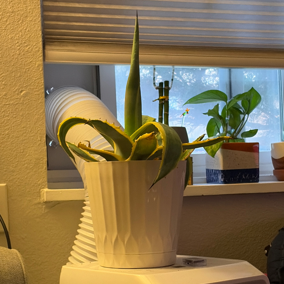 Photo of the plant species Variegated Agave by @CredibleZinnia named Oscar on Greg, the plant care app