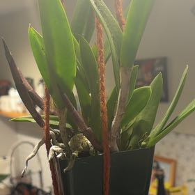 Photo of the plant species Mayflower Orchid by @CredibleZinnia named Foxxy on Greg, the plant care app