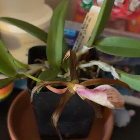 Photo of the plant species Cockleshell Orchid by @CredibleZinnia named Queen on Greg, the plant care app