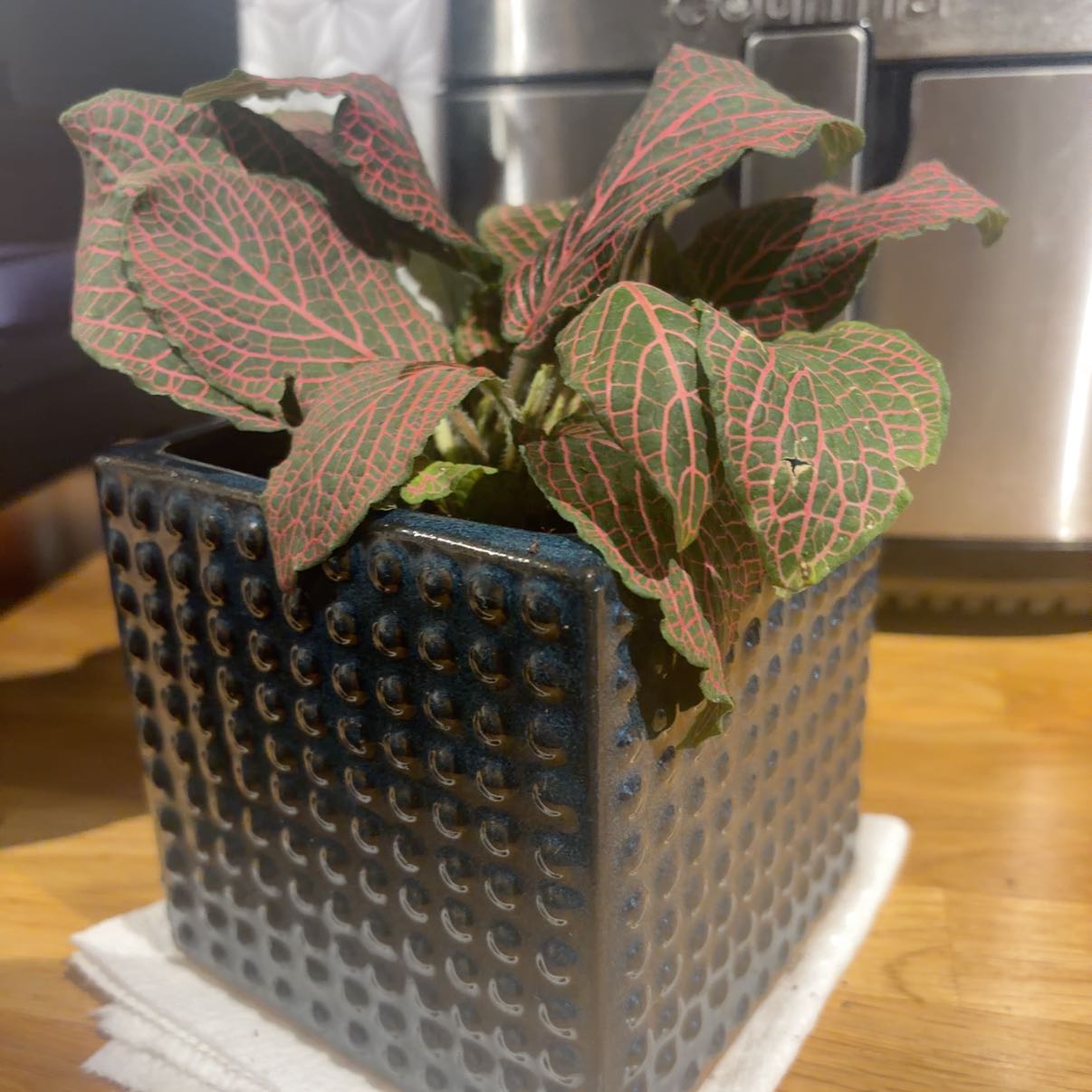 Photo of the plant species Red Anne Nerve Plant by @CredibleZinnia named Beyonce on Greg, the plant care app