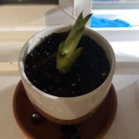 Photo of the plant species Variegated Agave by @CredibleZinnia named Xena on Greg, the plant care app