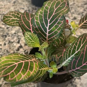 Photo of the plant species red vein by @LeadBunnyears named Captain Plant-it on Greg, the plant care app