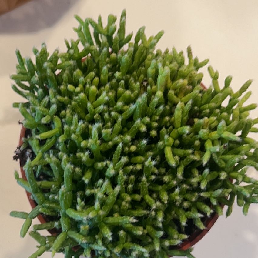 Photo of the plant species Rhipsalis spp. by @VitalAvocado named Plato on Greg, the plant care app