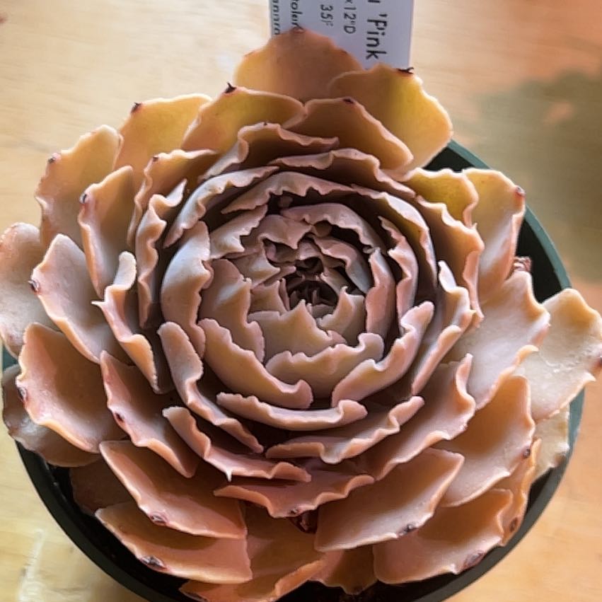 Photo of the plant species Echeveria Shaviana Pink Frills by @VitalAvocado named Queen on Greg, the plant care app