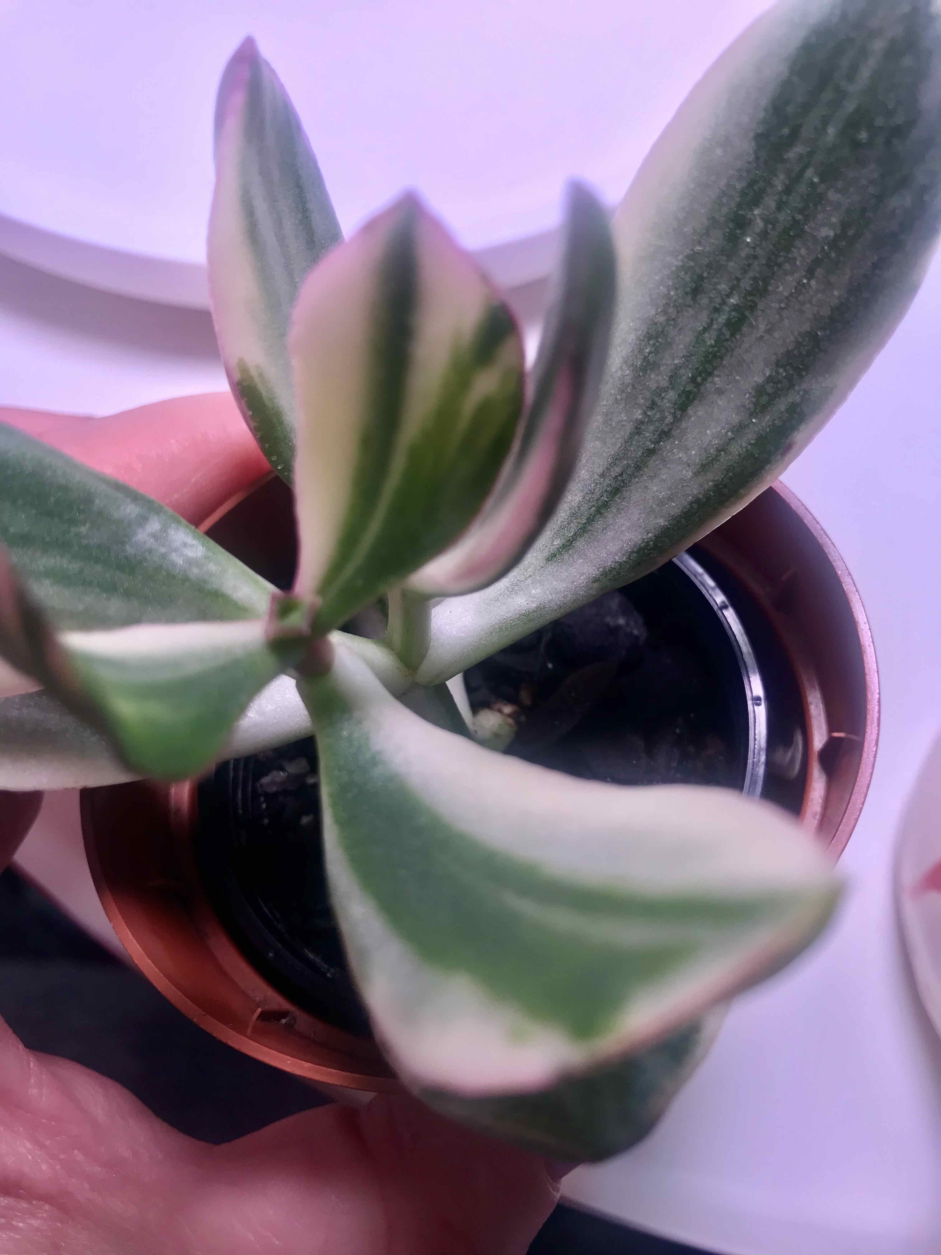 Variegated Jade plant with green and white leaves, partially visible soil, and a hand holding the pot.