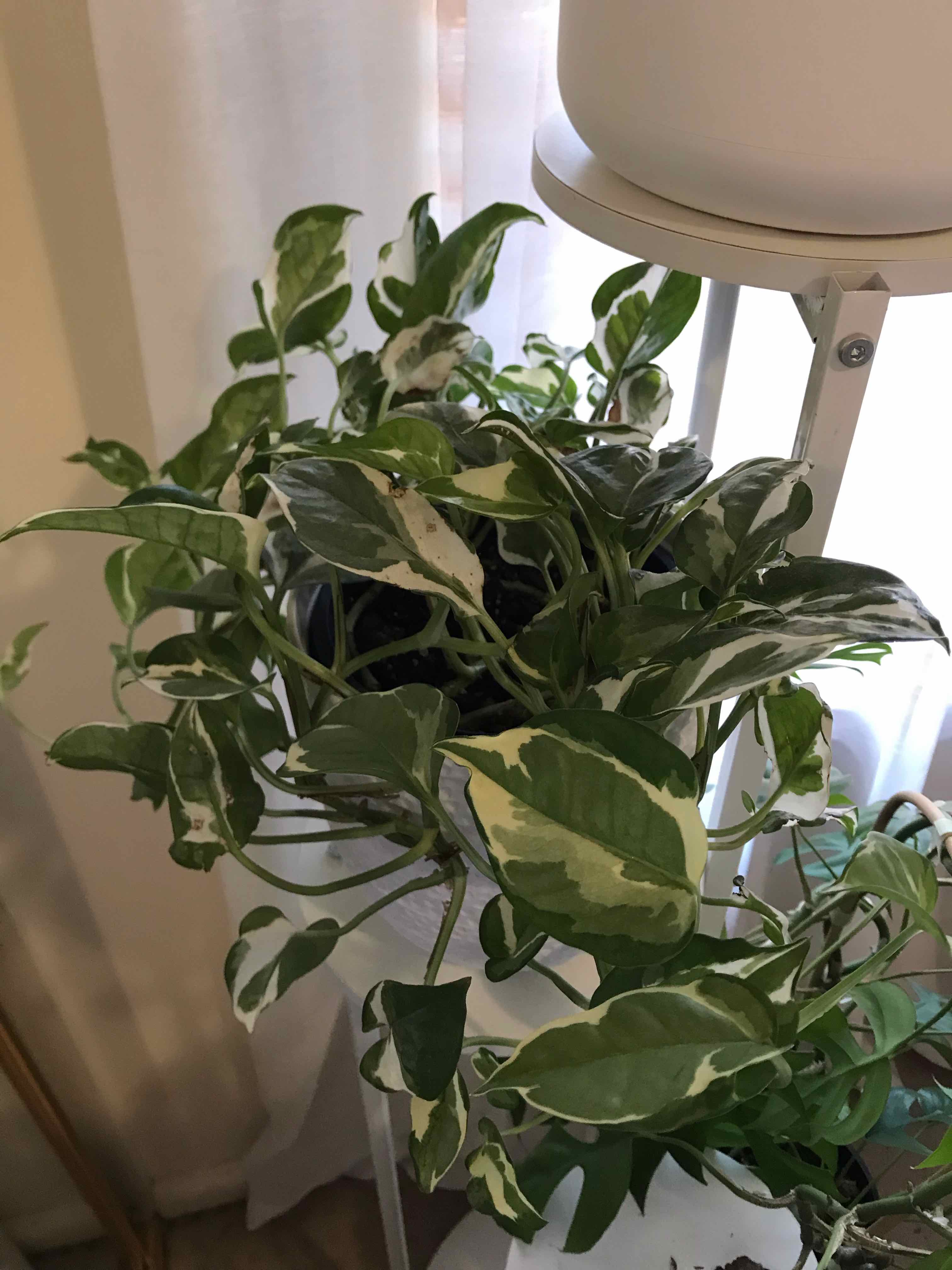 Photo of the plant species Snow Queen Pothos by @plantreleaf named Sansa (season 6) on Greg, the plant care app