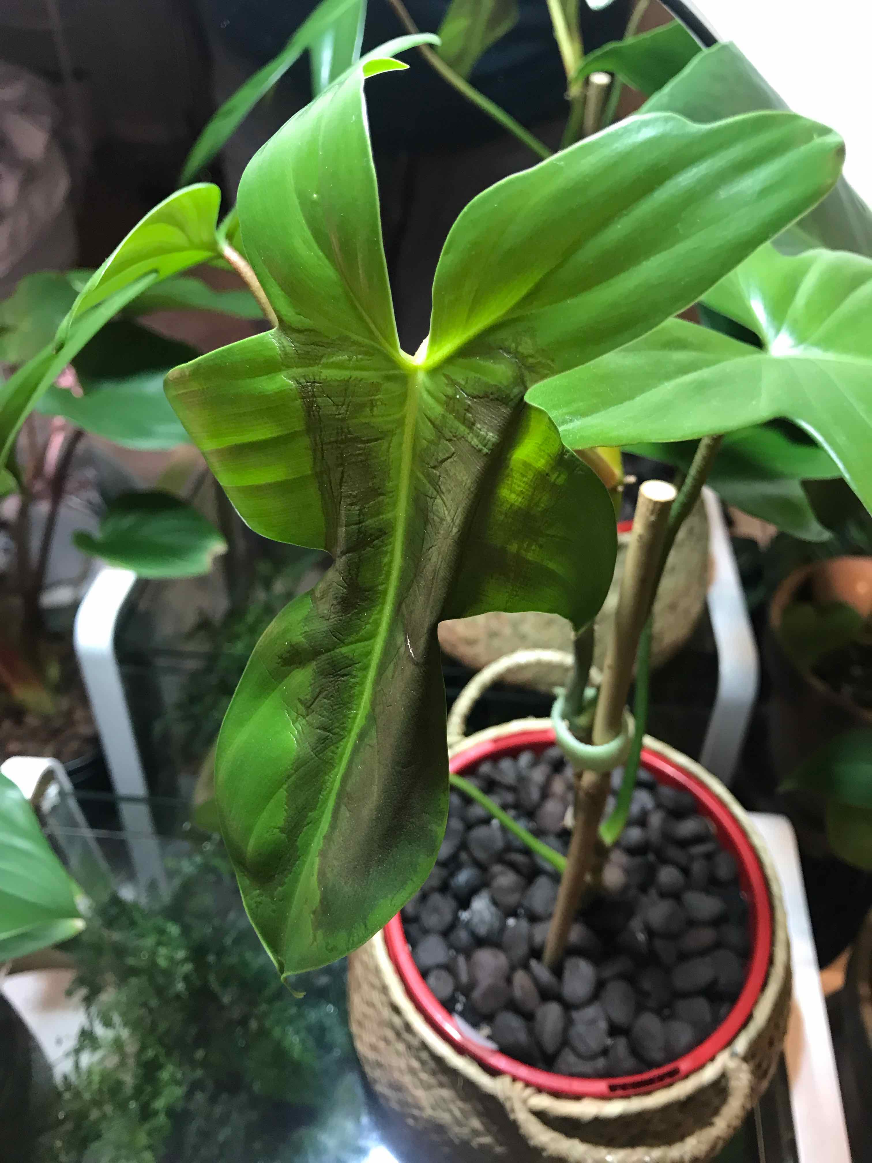 Philodendron 'Florida Beauty' plant with a leaf showing browning edges, potted with visible soil covered by pebbles.