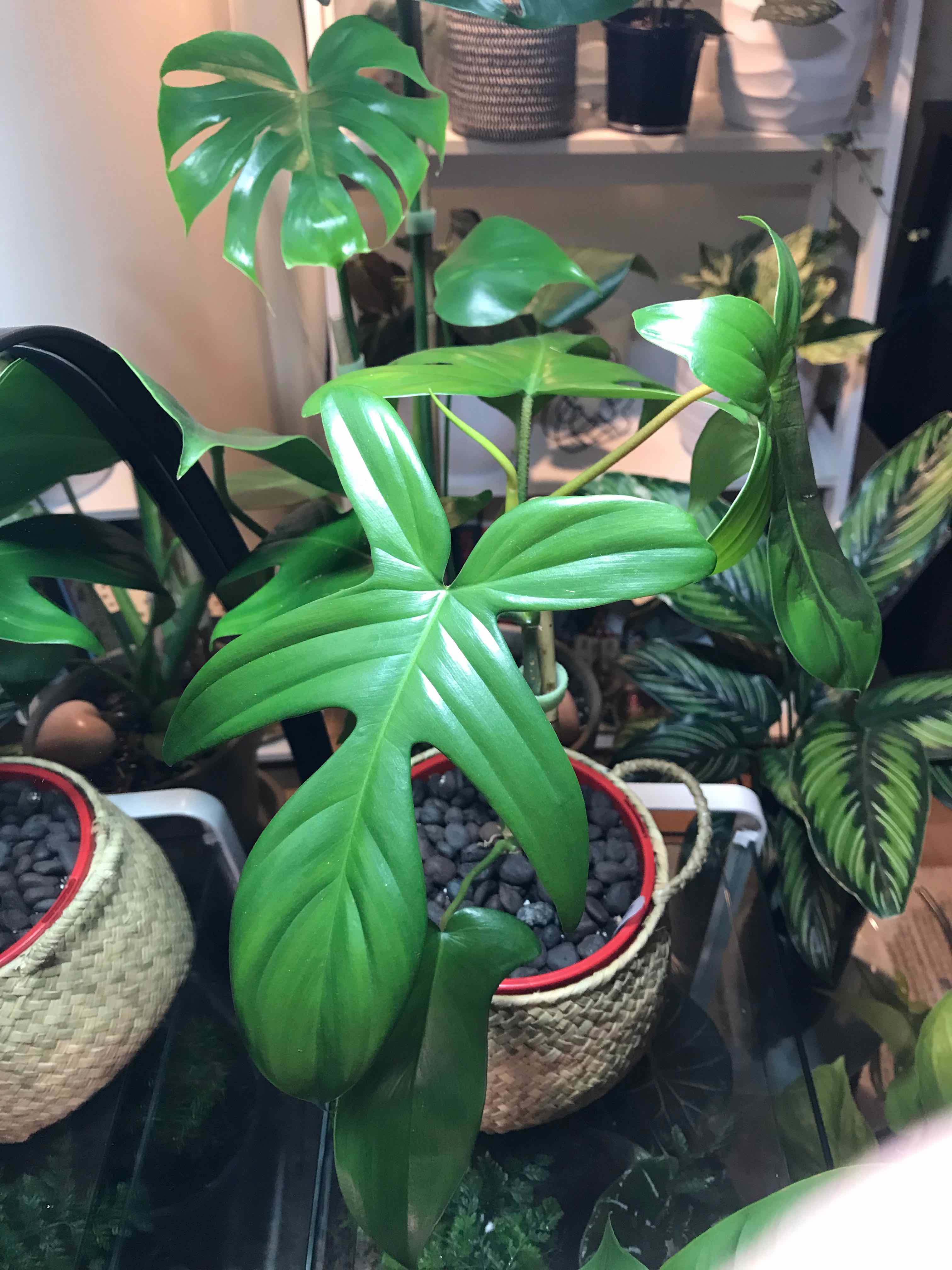 Philodendron 'Florida Beauty' plant with vibrant green leaves in a pot with pebbles.