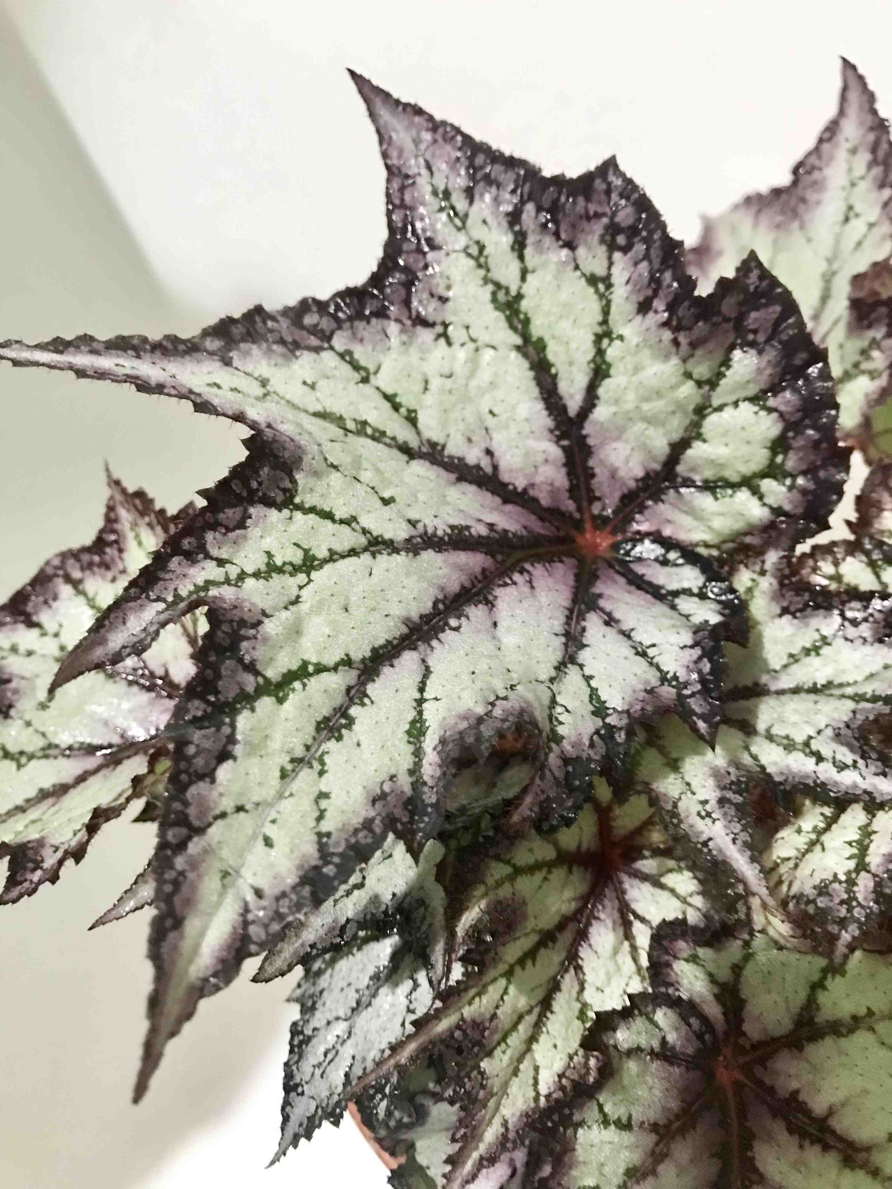 Close-up of a Painted-leaf Begonia with variegated leaves in green, white, and purple hues.