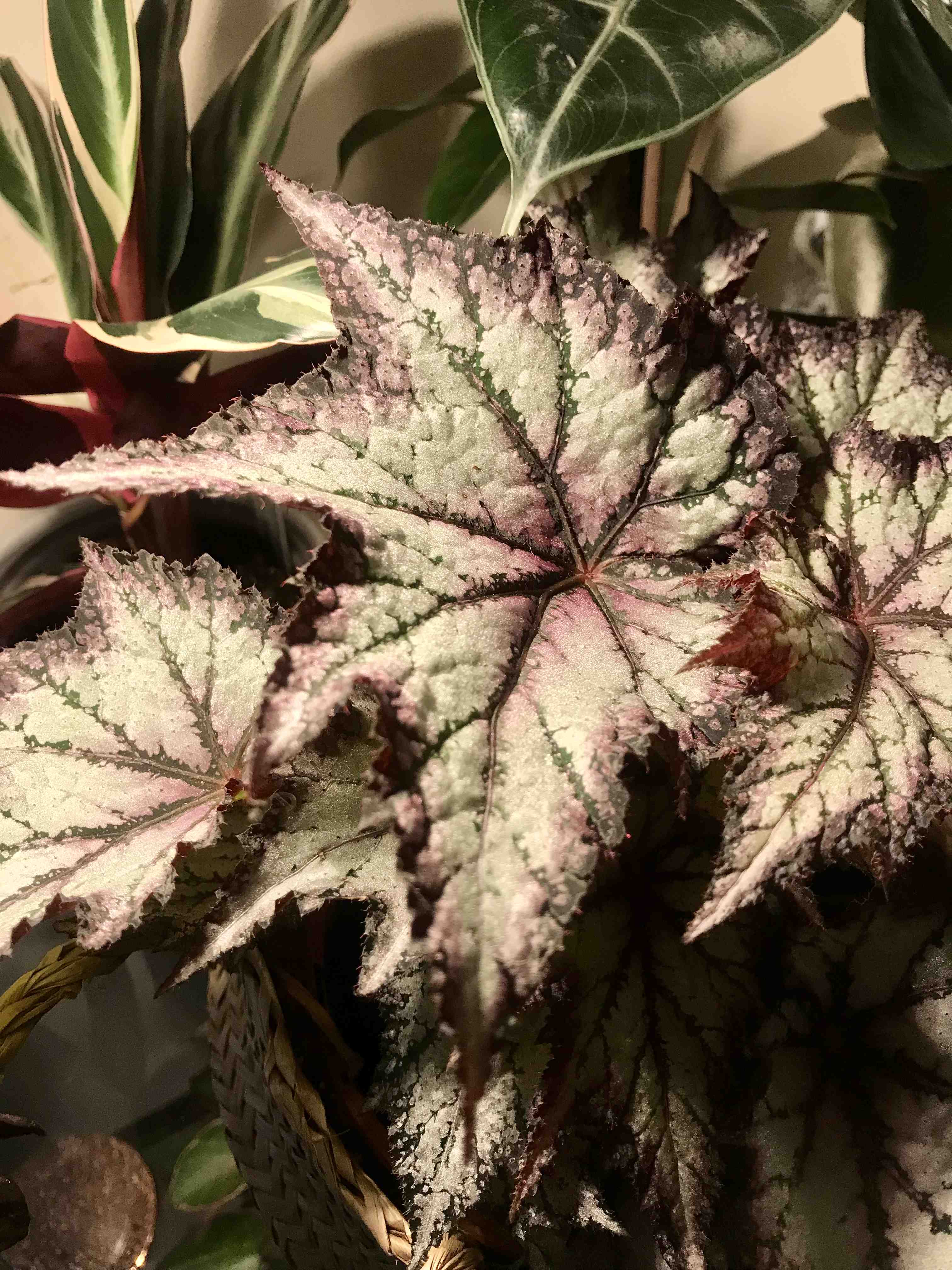 Painted-leaf Begonia with distinctively patterned leaves, appearing healthy.
