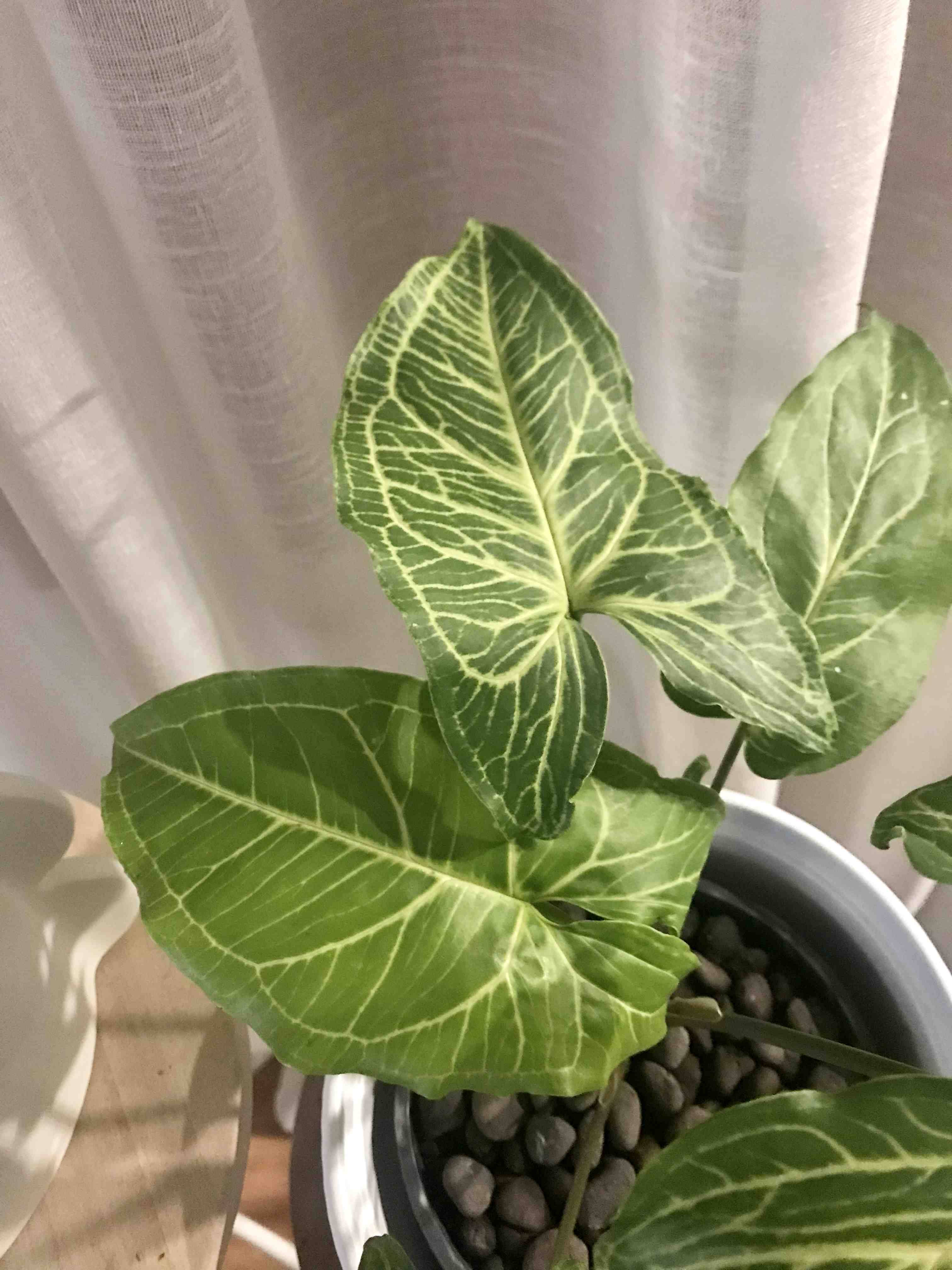 Syngonium 'Batik' plant with variegated leaves in a pot with visible soil and pebbles.