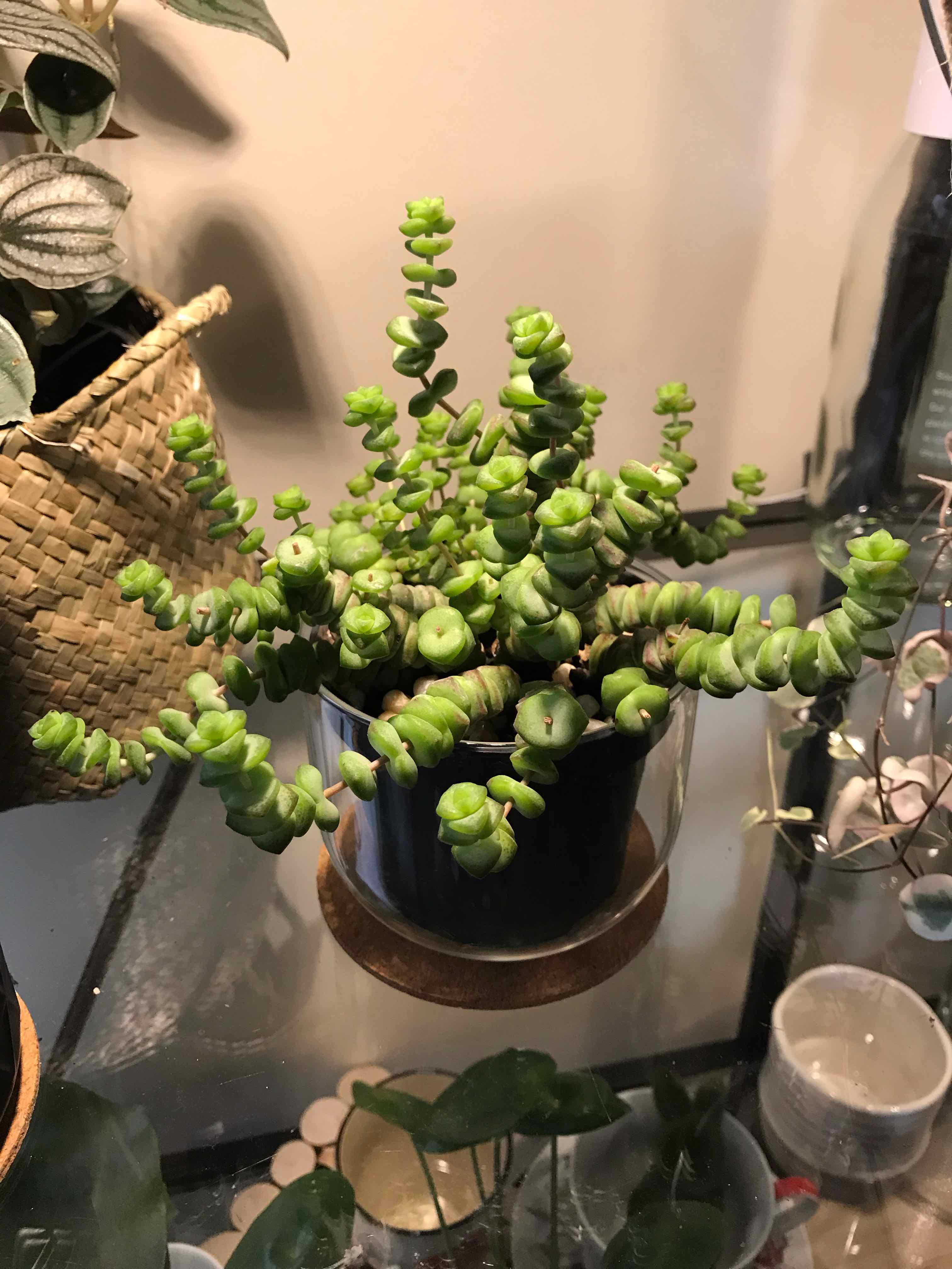 Jade Necklace plant in a pot, healthy with vibrant green leaves.