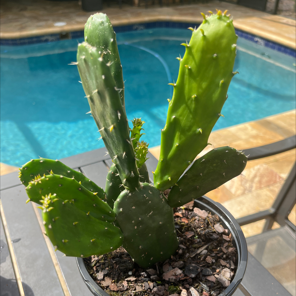 Photo of the plant species Opuntia 'San Quintin' by @KindBluehaze named Tarantino on Greg, the plant care app