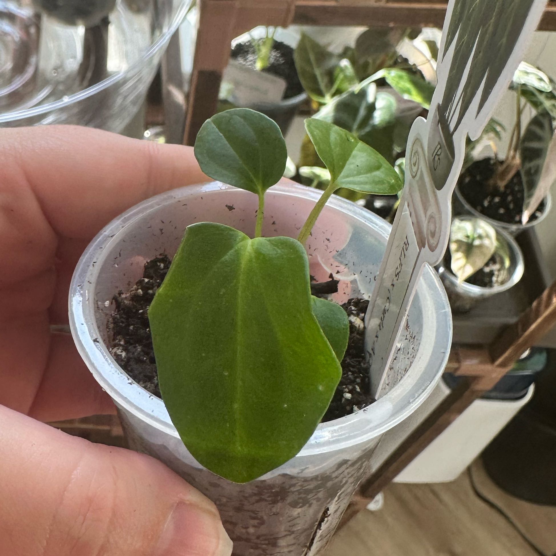 Photo of the plant species Anthurium RLFSx(CarlaxAOS) by @WildFairymoss named Tupot amaroot on Greg, the plant care app