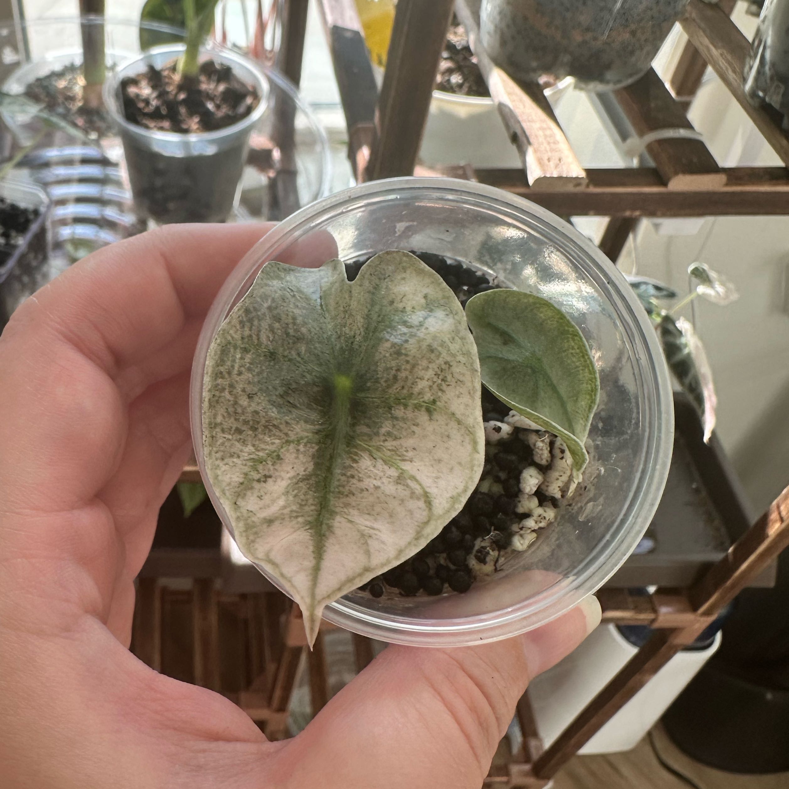Photo of the plant species Alocasia Mint Polly by @WildFairymoss named Ulysses S Plant on Greg, the plant care app