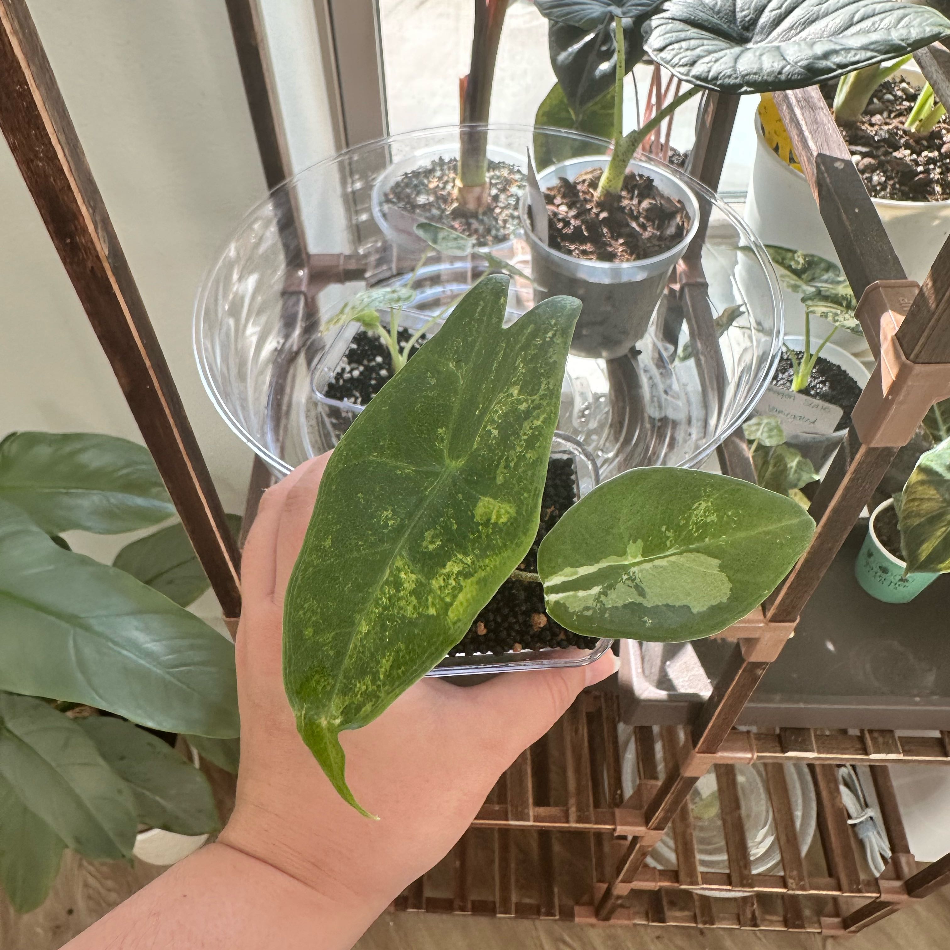Photo of the plant species Alocasia longiloba variegated by @WildFairymoss named Gaga on Greg, the plant care app
