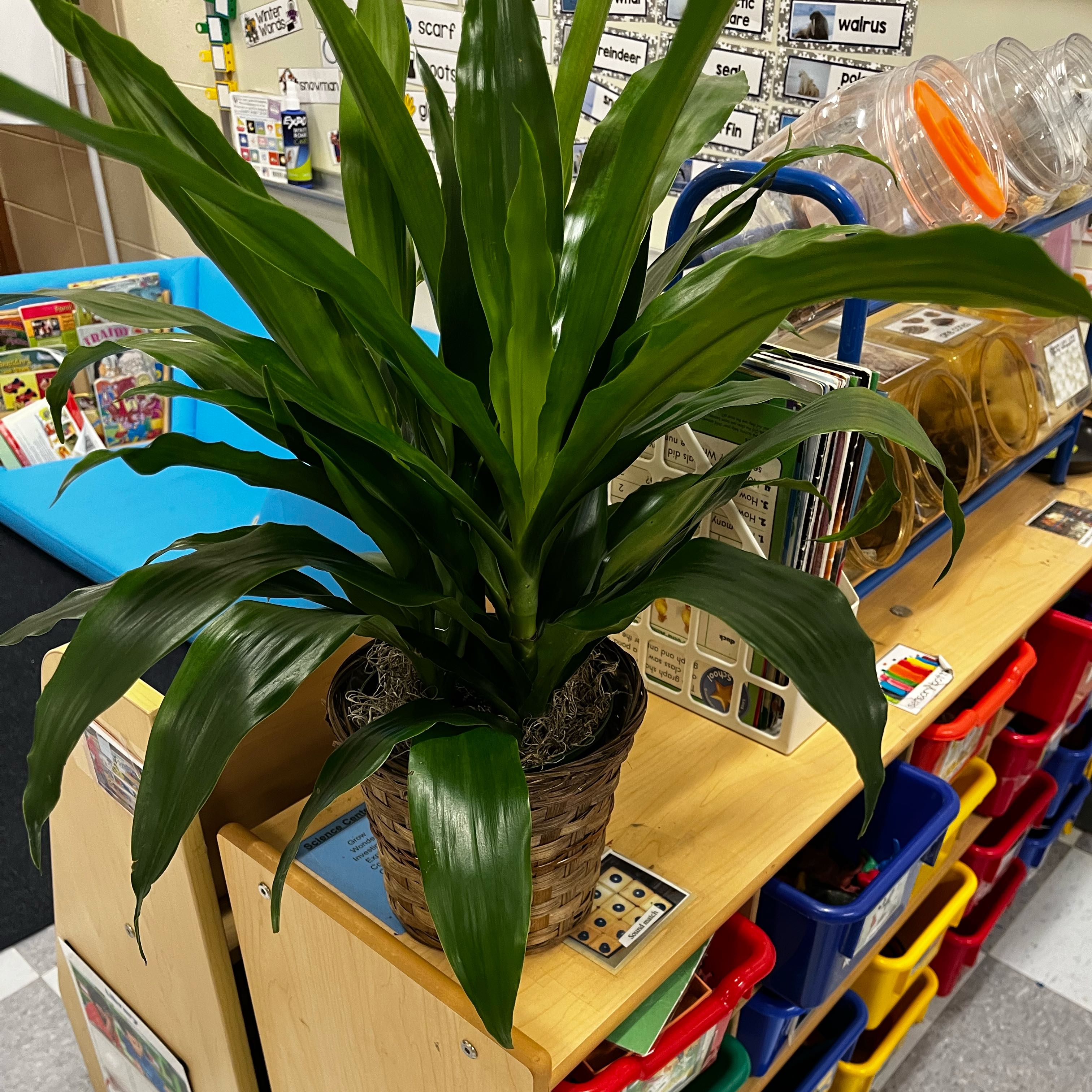 Photo of the plant species Romano Peace Lily by @HardyBookaloe named Gregarious on Greg, the plant care app