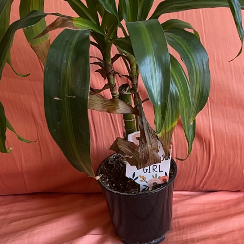 Dracaena 'Hawaiian Sunshine' plant in a black pot with some browning leaves.