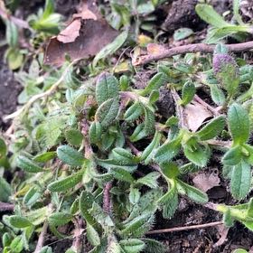 Photo of the plant species Rock Soapwort by Katy named Tree Diddy on Greg, the plant care app