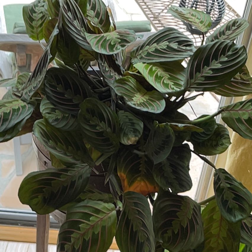 Large, healthy green prayer plant with vibrant patterned leaves, growing in a white plastic pot.