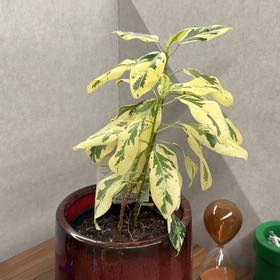 Photo of the plant species Varigated Rusty Leaf Fig by @lilfriedchick named Serenity on Greg, the plant care app