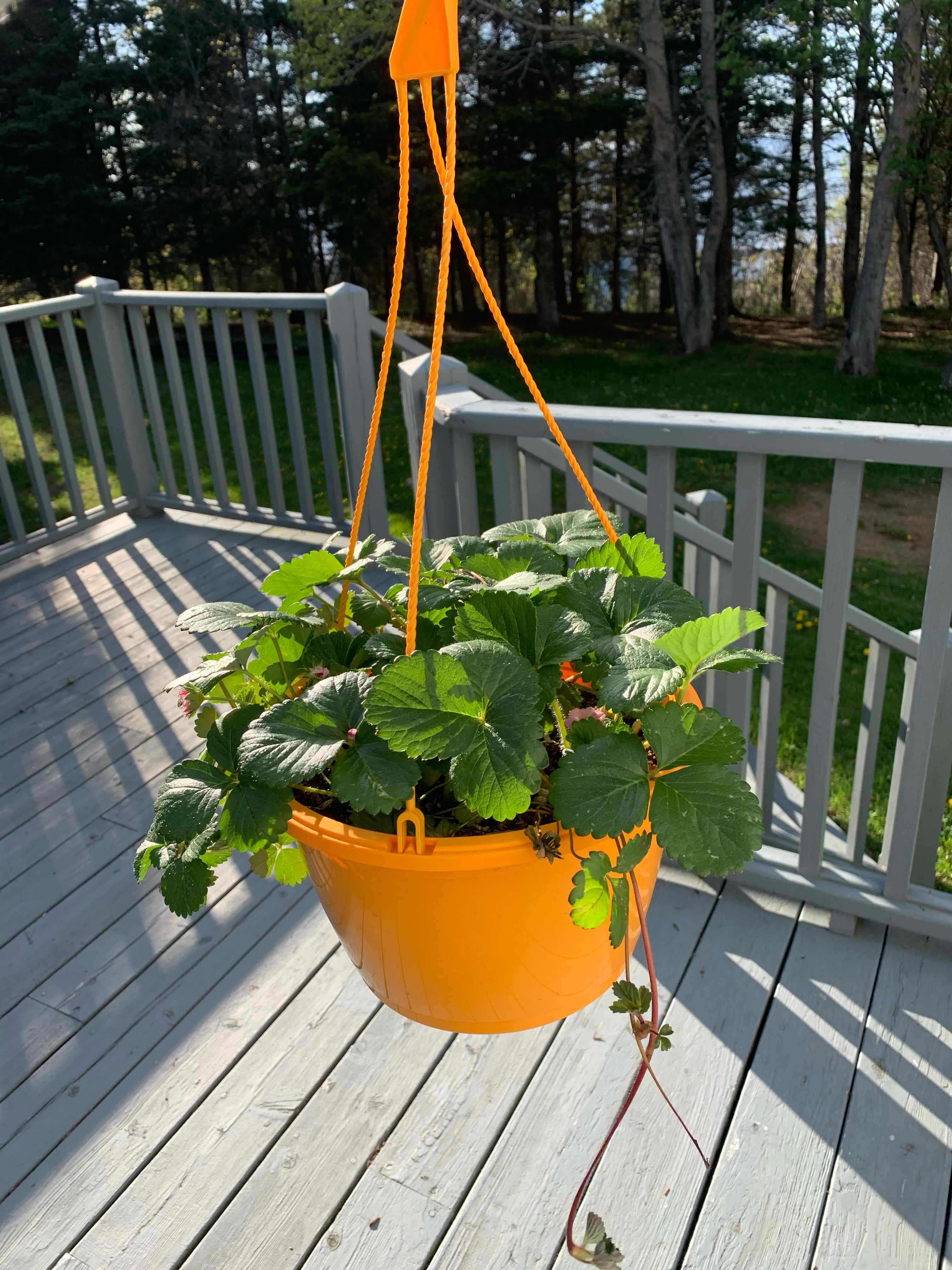 Strawberry plant in a hanging orange pot on a wooden deck.