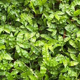 Photo of the plant species Wavyleaf Basketgrass by @CivicIroncross named Kardashian on Greg, the plant care app