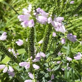 Photo of the plant species Obedient Plant by Heather named Surya on Greg, the plant care app