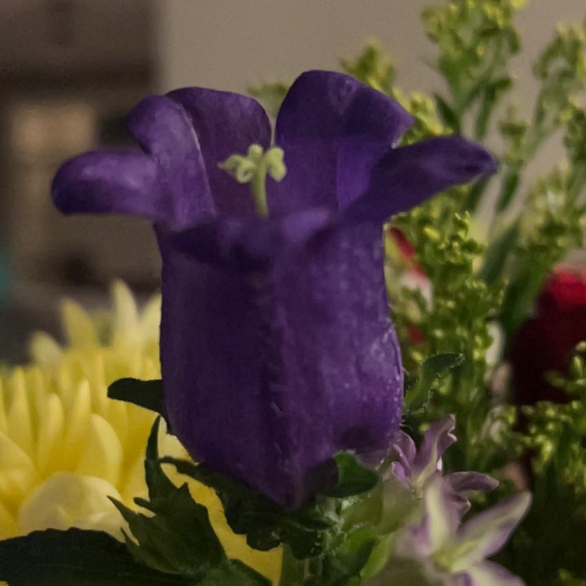 Photo of the plant species Canterbury Bells by @AlertStarcanary named Gomez on Greg, the plant care app