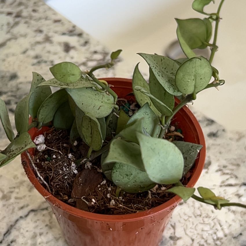 Potted Hoya krohniana plant with healthy green leaves and visible soil.