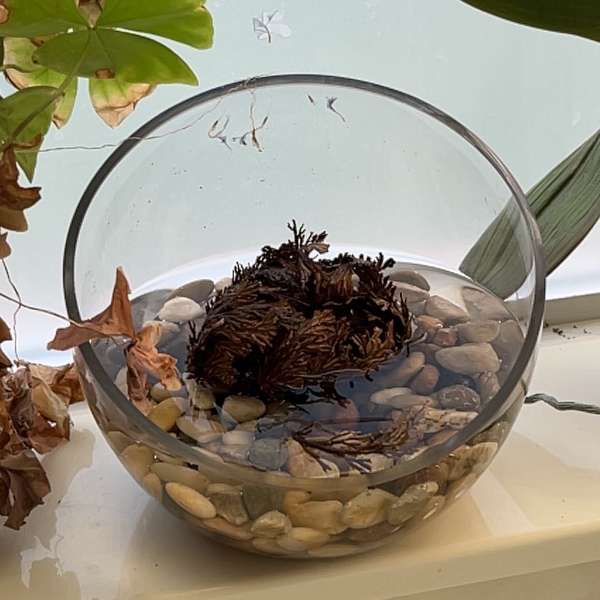 Photo of the plant species Rose of Jericho by @AngelWaiuatua named Walt on Greg, the plant care app