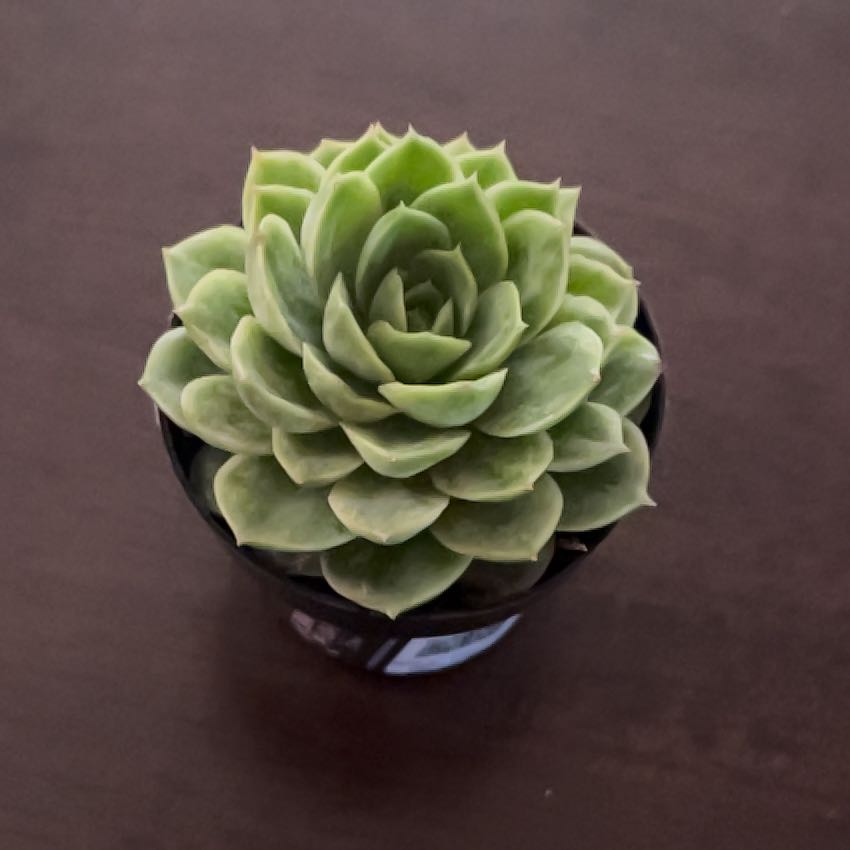 Healthy Echeveria 'Lime n' Chile' succulent with vibrant green leaves.
