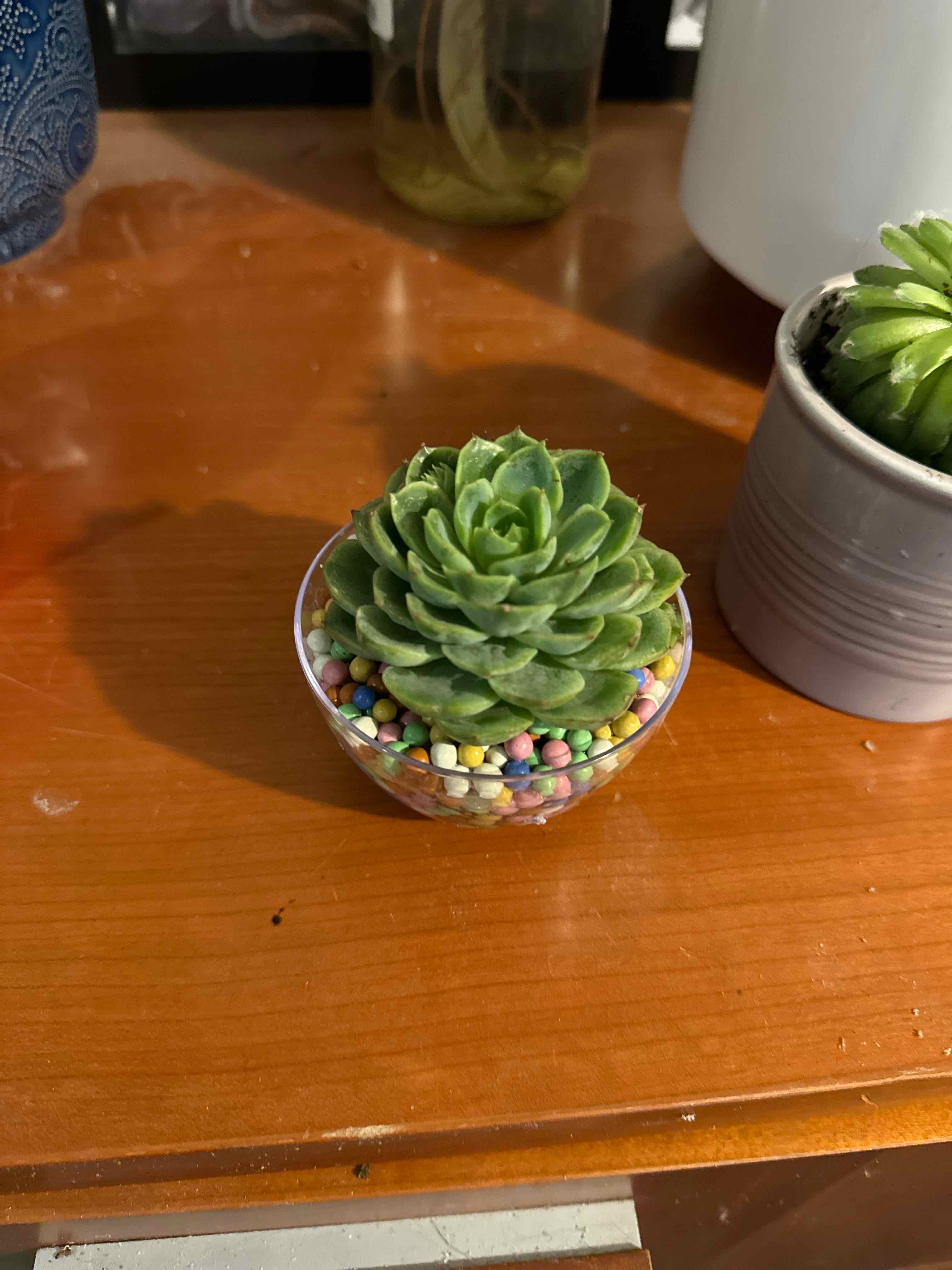 Echeveria 'Lime n' Chile' succulent in a clear container with colorful pebbles on a wooden surface.