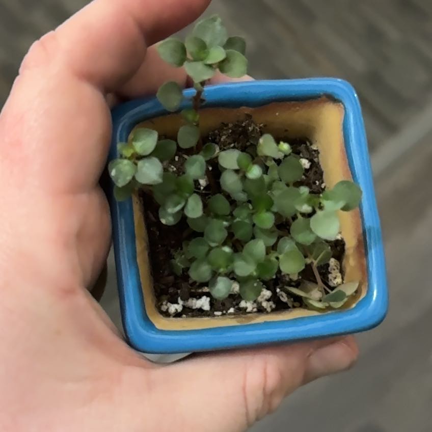 Photo of the plant species Pilea Silver Sparkle by @AceJewelplant named Sproutacus on Greg, the plant care app