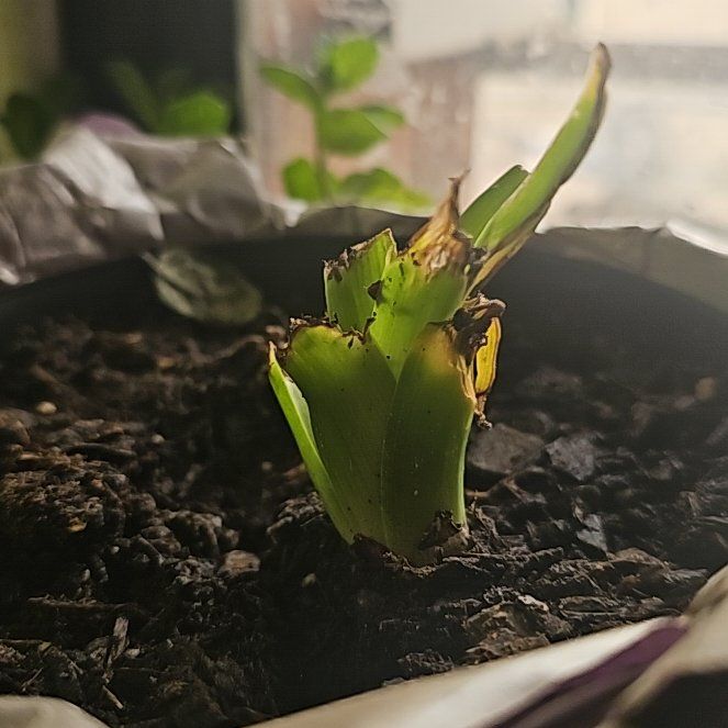 Photo of the plant species Hyacinth by @SecureLightwood named Hannah on Greg, the plant care app