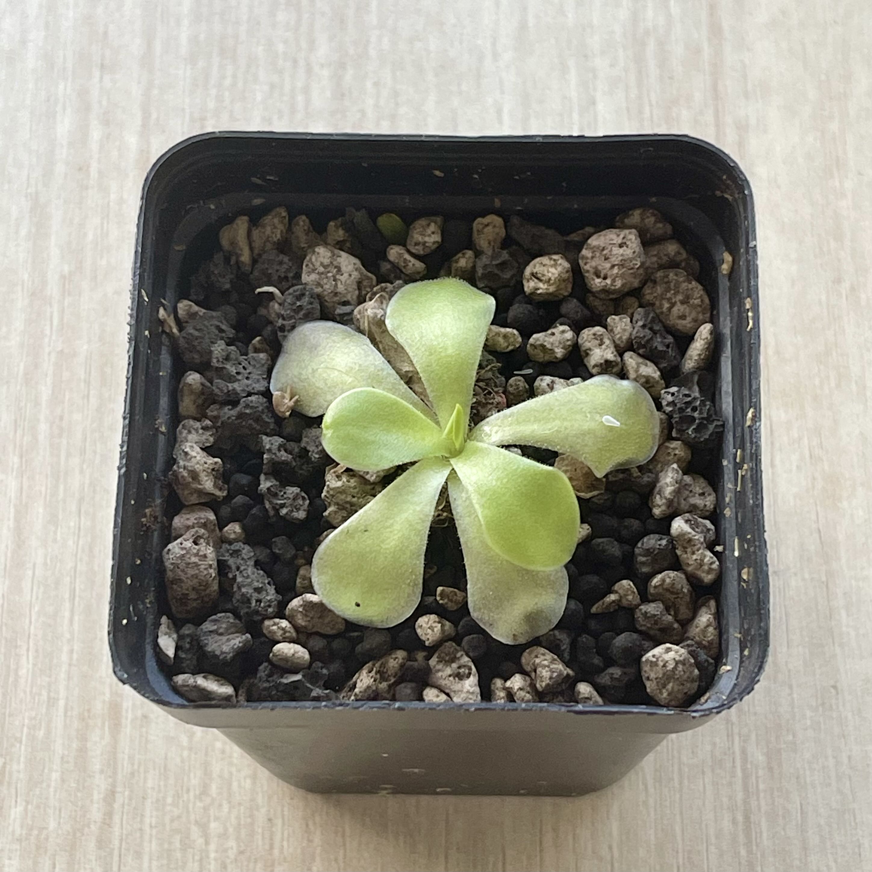 Photo of the plant species Mexican Butterwort by @YeahWormplant named Ze jews on Greg, the plant care app