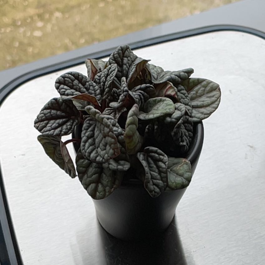 Photo of the plant species Peperomia Greyhound by @ZestyApachepine named Harry on Greg, the plant care app