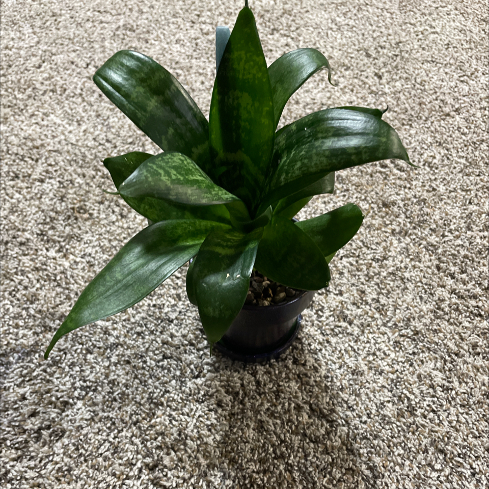Black Robusta Snake Plant with broad, dark green leaves on a carpeted floor.