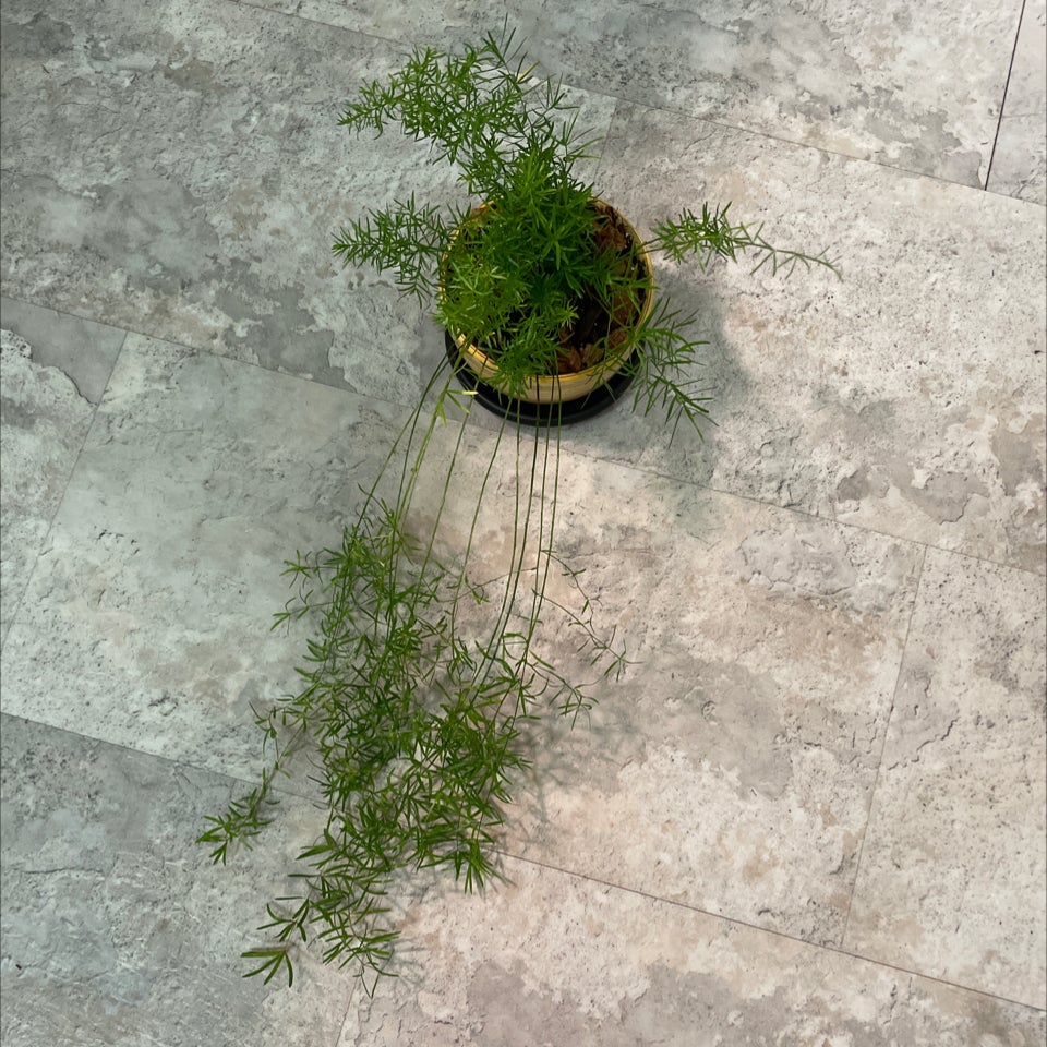 Photo of the plant species Asparagus umbellatus by @LivingStones named Fern VII on Greg, the plant care app
