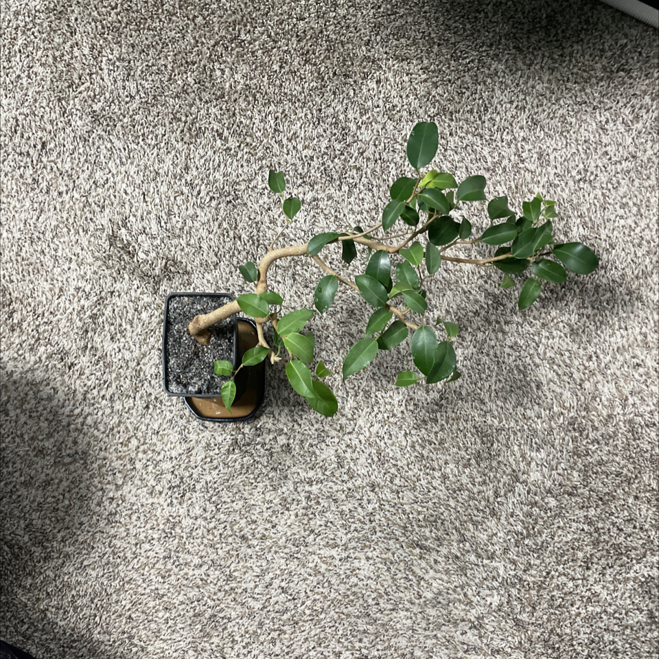 Photo of the plant species weeping fig by @LivingStones named Benji (CBR) on Greg, the plant care app