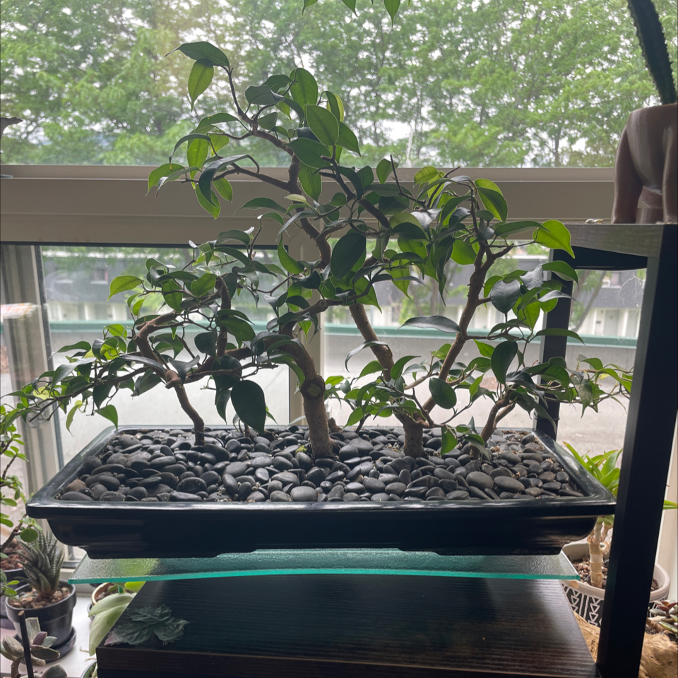 Photo of the plant species weeping fig by @LivingStones named Bonsai Benji (CBR) on Greg, the plant care app