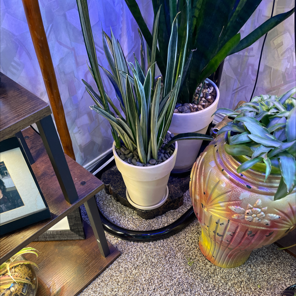 Photo of the plant species Sansevieria 'Bantel's Sensation' by @LivingStones named Spike XV (LR) on Greg, the plant care app