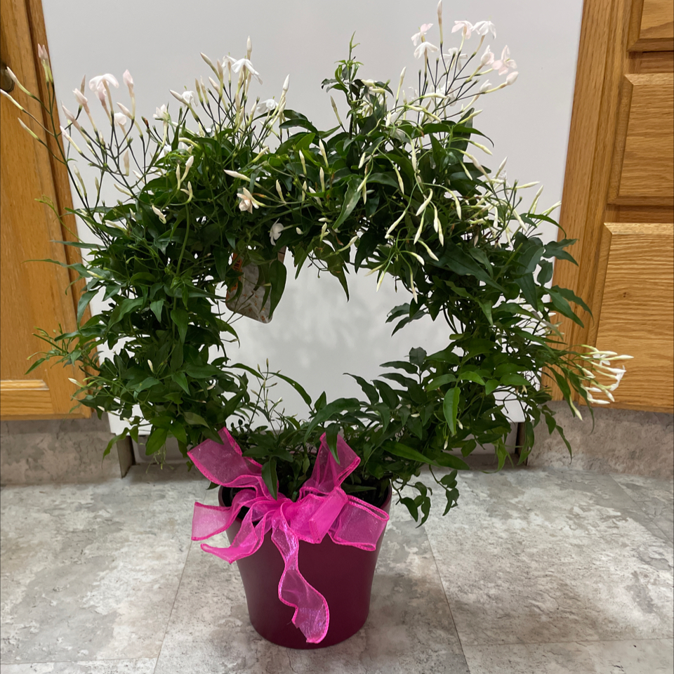 Photo of the plant species Jasmine hoop by @LivingStones named Jasmine (MBR) on Greg, the plant care app