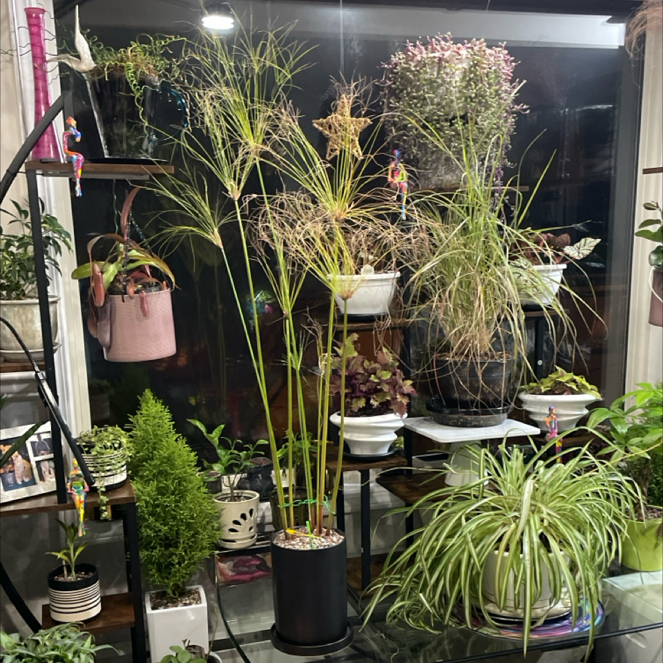 Photo of the plant species Prince Tut Cyperus by @LivingStones named Prince (LR) on Greg, the plant care app