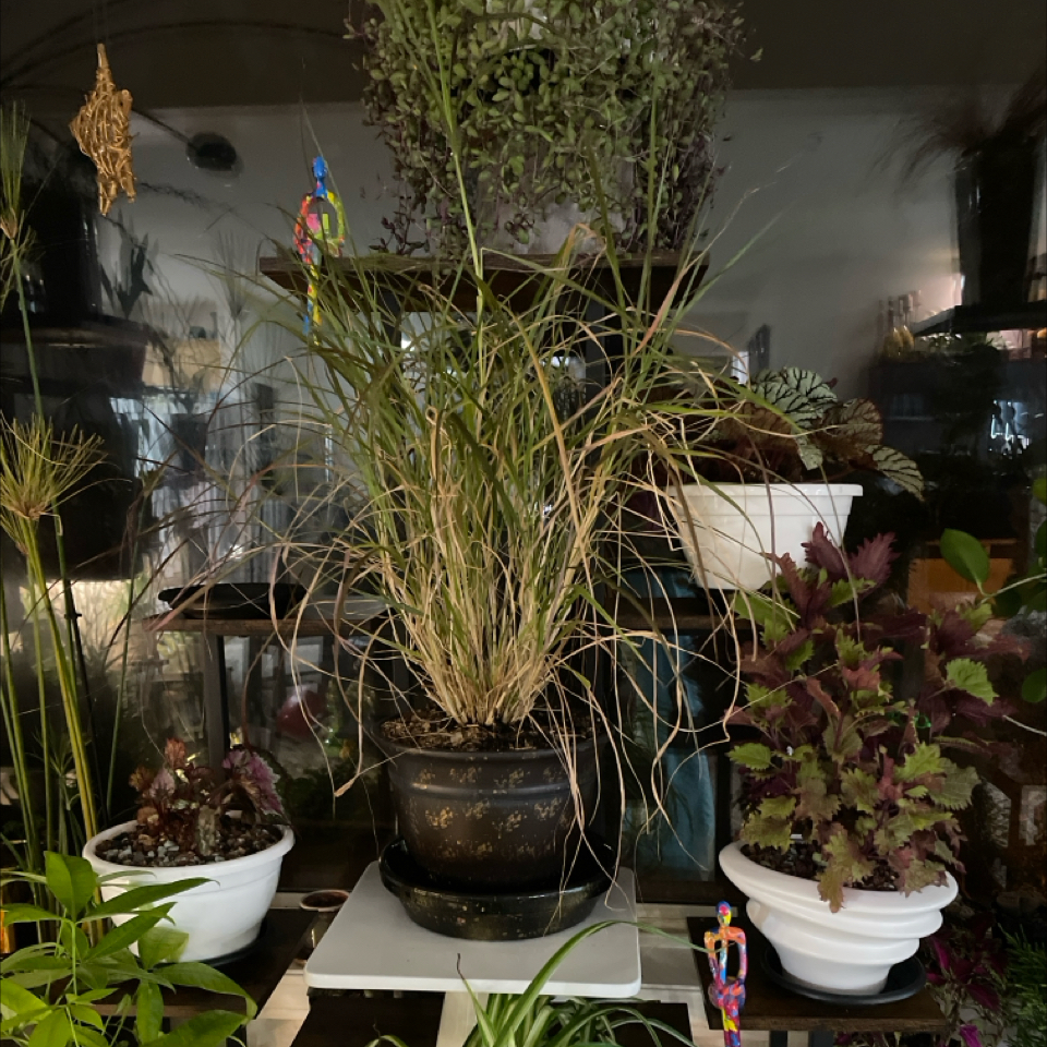 Photo of the plant species Purple Fountain Grass by @LivingStones named Gracie II (LR) on Greg, the plant care app