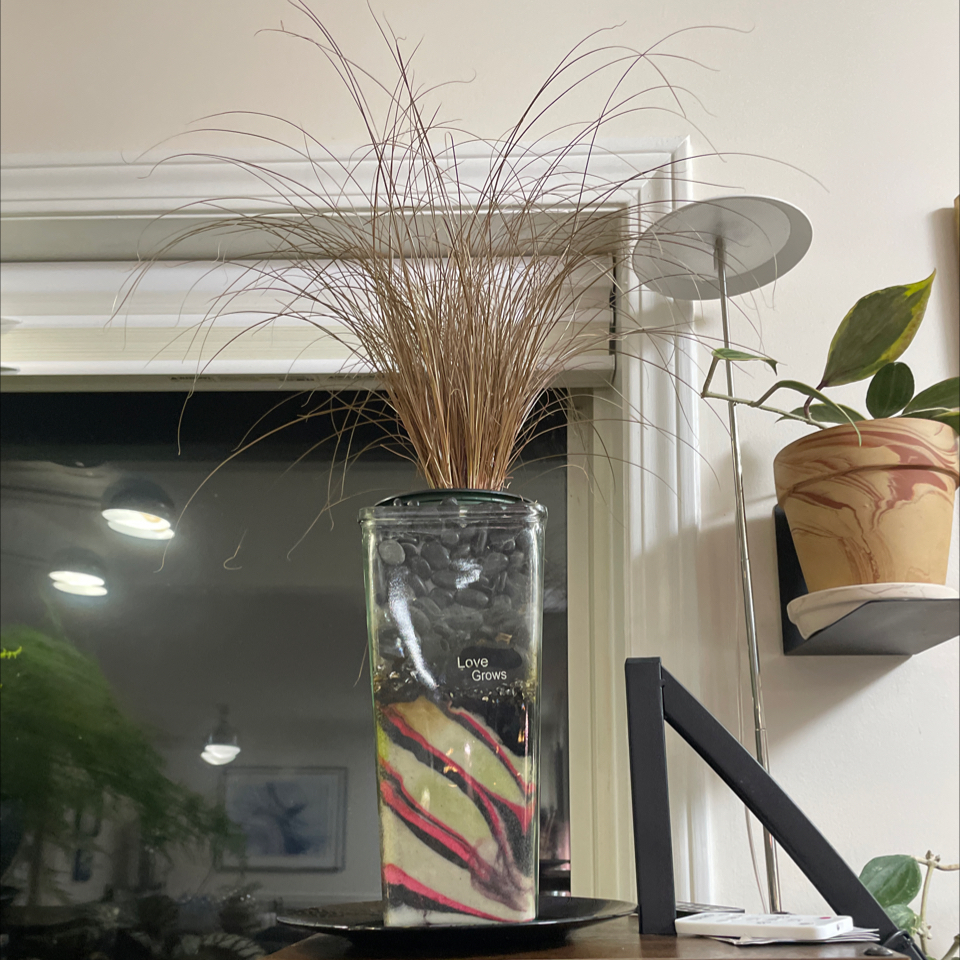 Photo of the plant species Sedge by @LivingStones named Gracie (LR) on Greg, the plant care app
